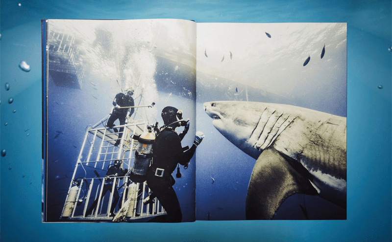 Michael Muller. Sharks. Face-to-Face with the Ocean’s Endangered Predator