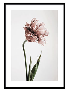 Pink Tulipe No1 Poster, from £6.95, Desenio